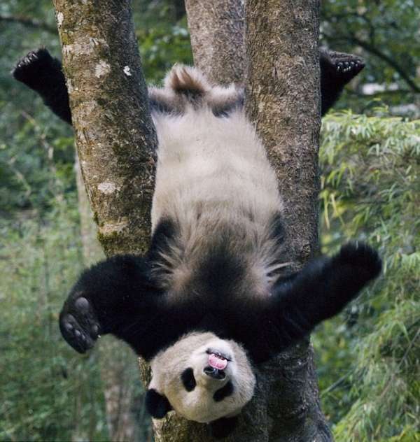 Wolong Panda Base